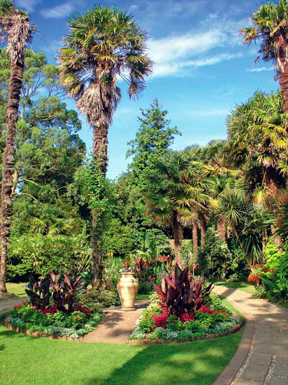 Palms, Abbotsbury Subtropical Gardens