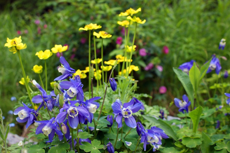 Alaska Botanical Garden