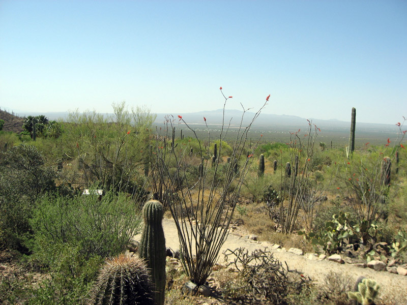 Arizona Desert