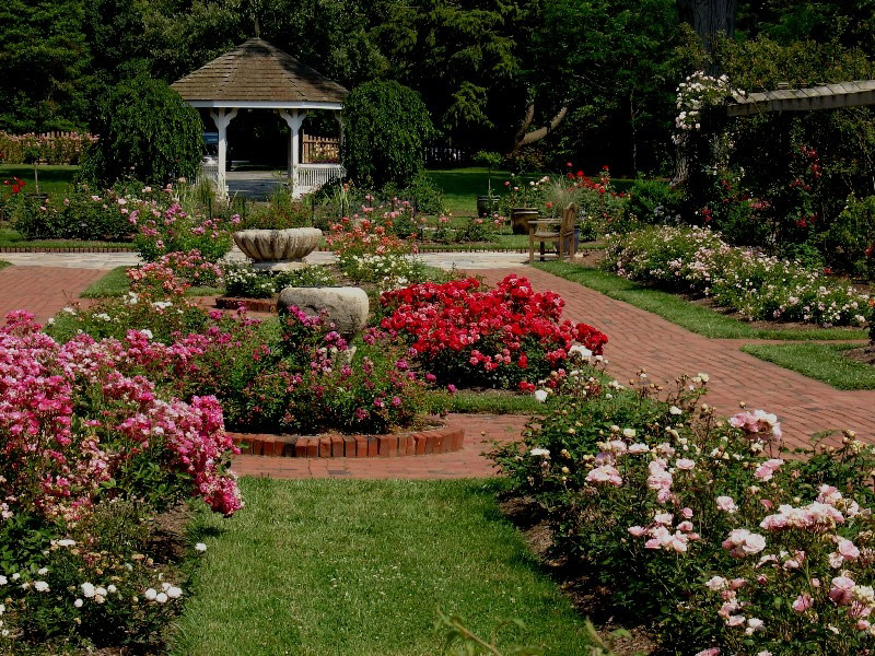 Roses, Colonial Park Gardens