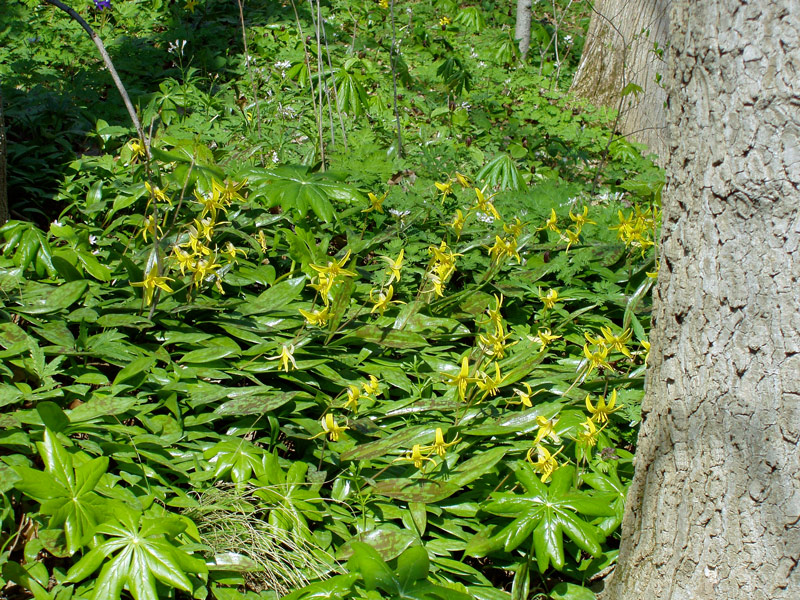 Core arboretum