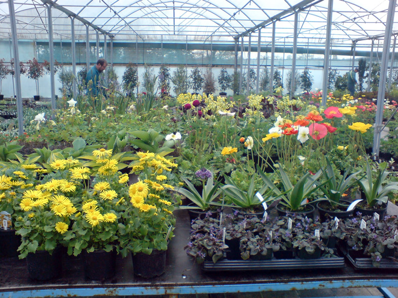 Downside Nurseries, Wiltshire