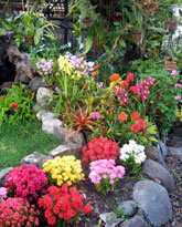 Ecuador Plants