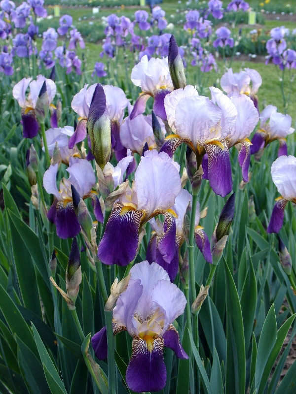 Presby Iris Gardens, Essex County