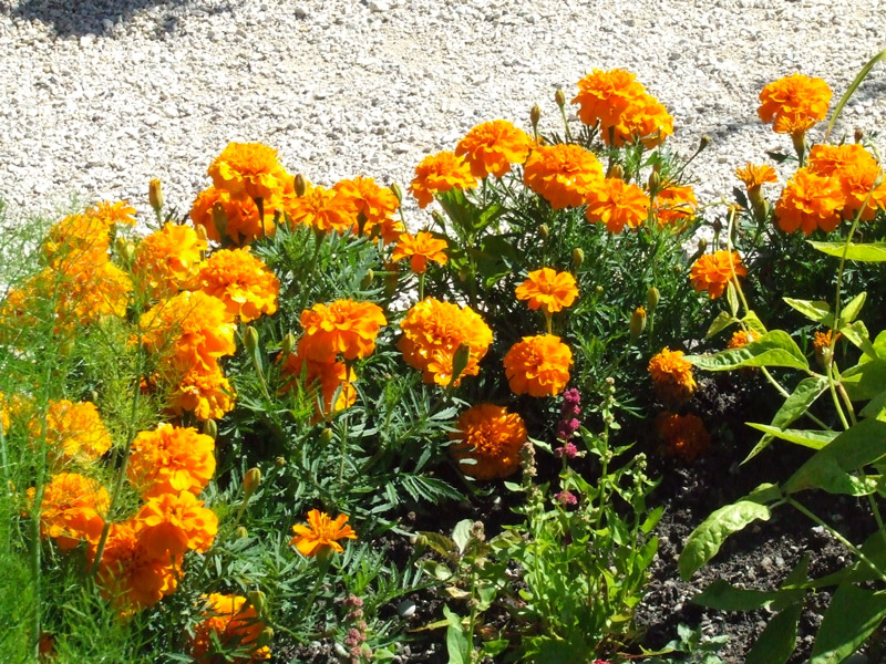 Le Labyrinthe - Jardin des Cinq Sens