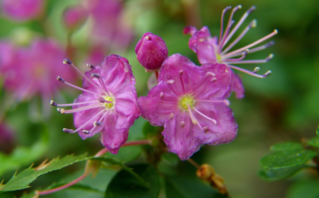 Leach botanical garden