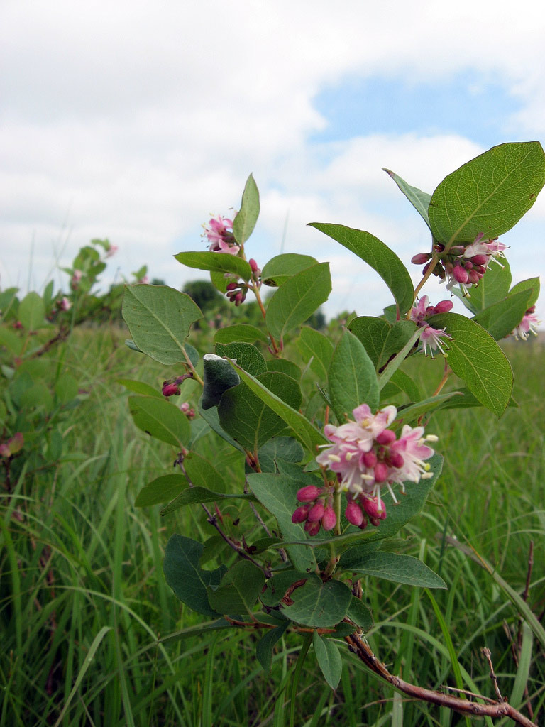 Prairie Of Canada