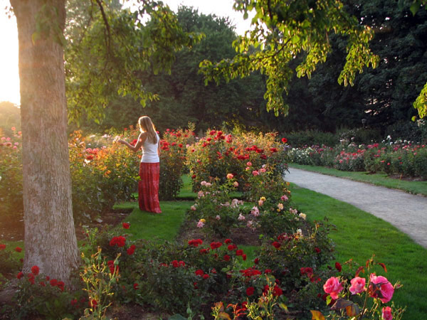 Owen rose garden