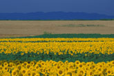 Sunflower field, Romania