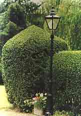 Hedge Topiary