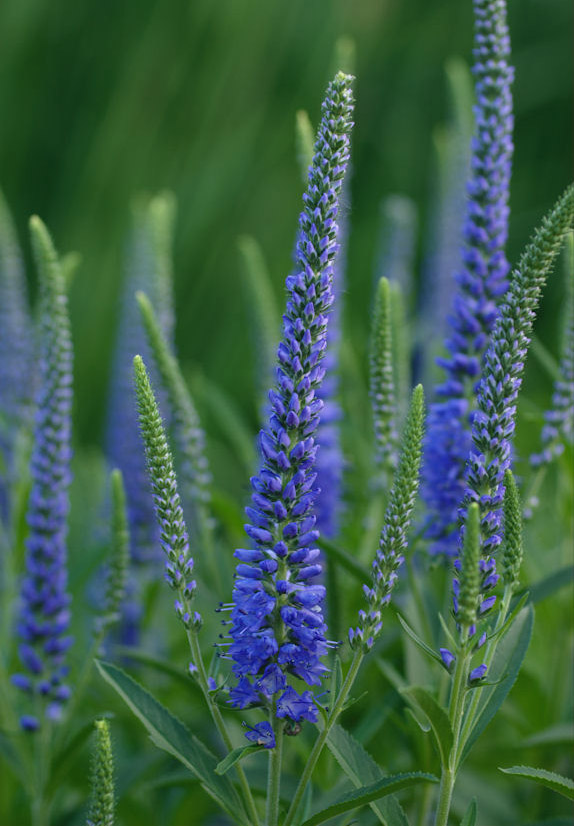 W D Holley Plant and Environmental Research Center Garden