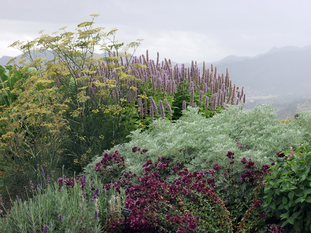 Xeriscape garden september